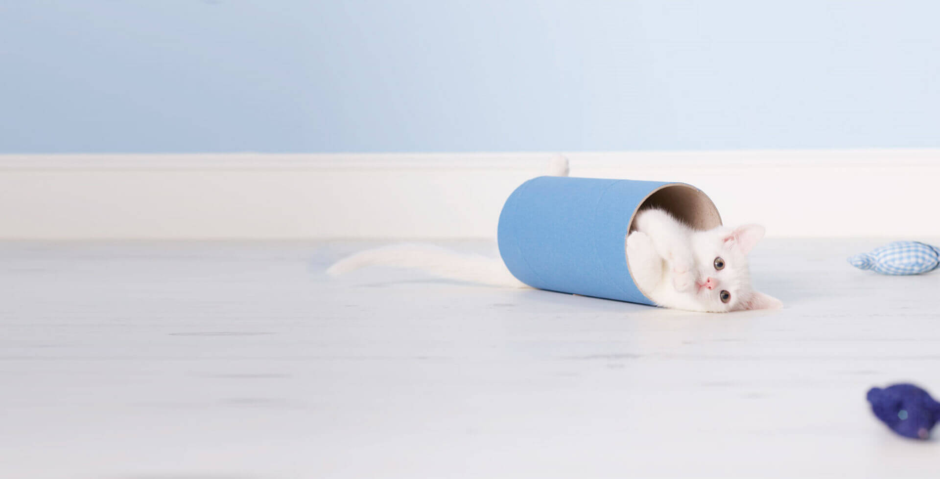 Kitten lying on floor in a cylindrical tunnel